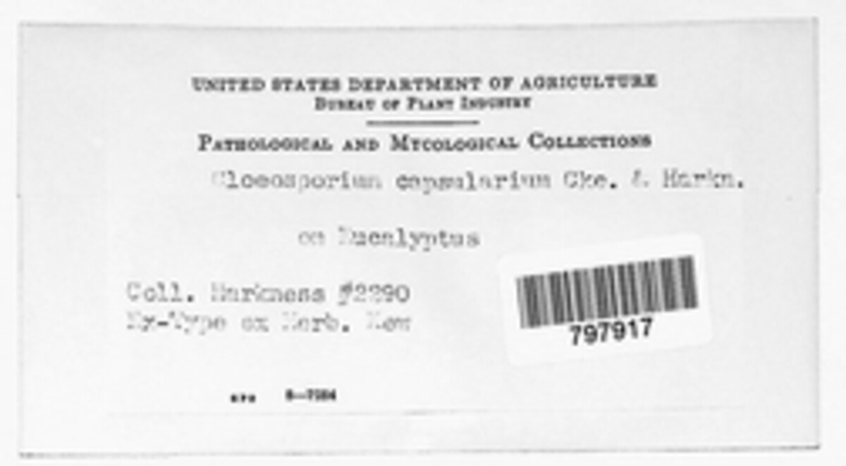 Gloeosporium capsularum image